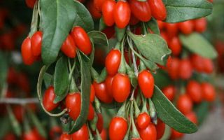 معرفی گیاه رزبری