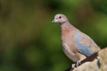 قصه کغار