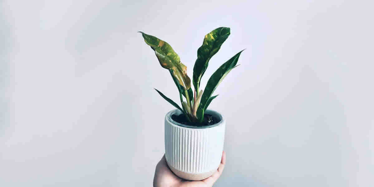 بهترین کود برای گیاهان ابلق